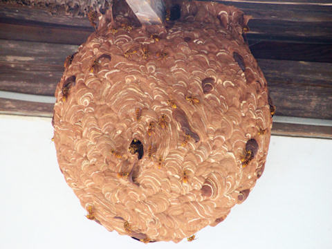 キイロスズメバチの巣